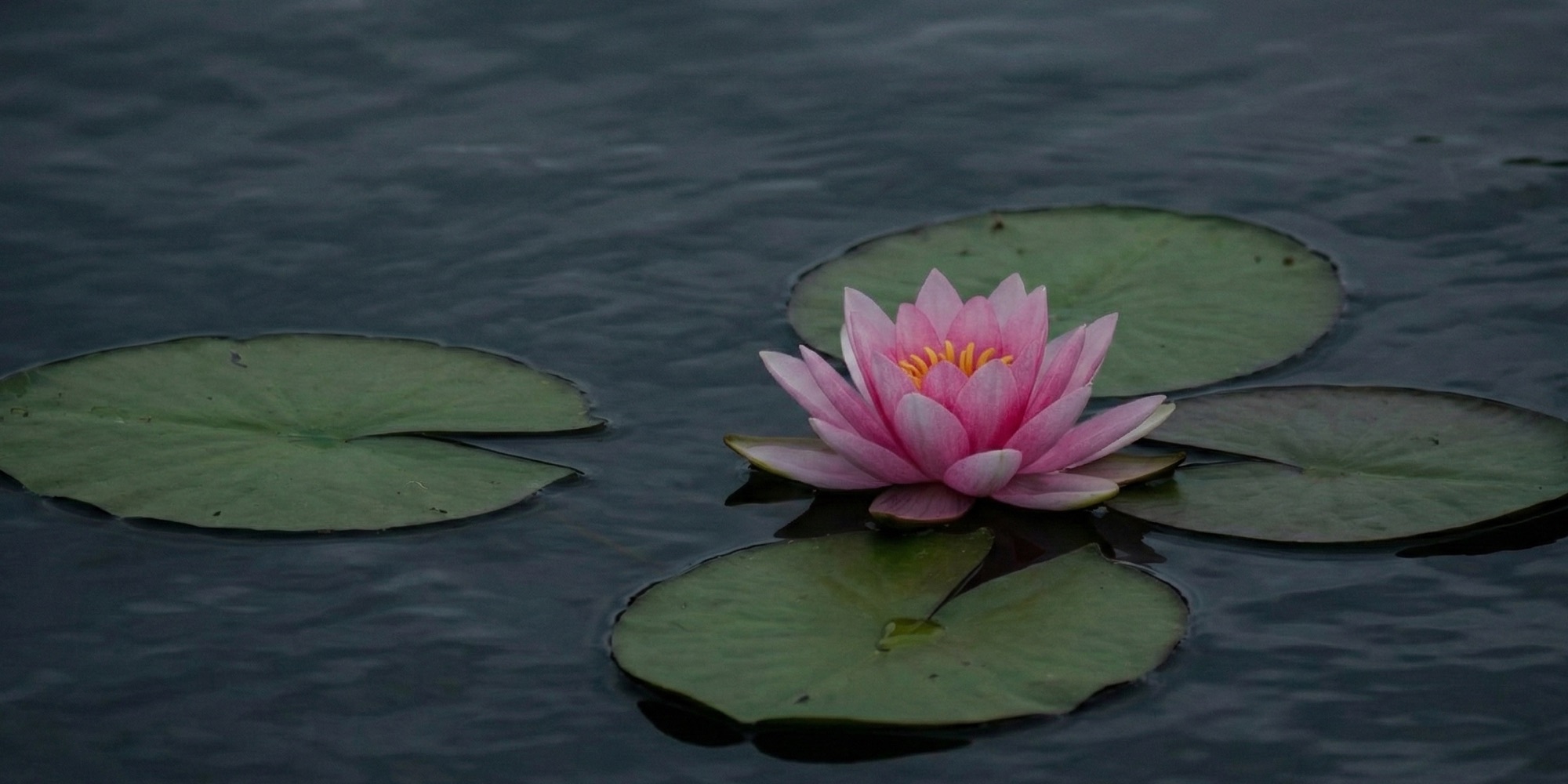A pink lotus blooming among lily pads on dark water